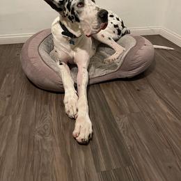 Great Dane Puppies from Stancydane AKC Great Danes