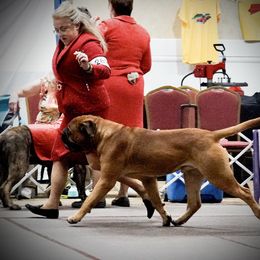 Bullmastiff All Grown Up from Guardian Angel Bullmastiff