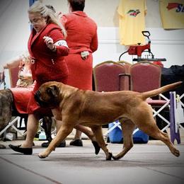 Bullmastiff All Grown Up from Guardian Angel Bullmastiff