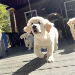 Golden Retriever Puppies from Smokey Mountain English Goldens
