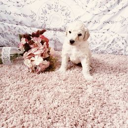 Bernedoodle and Labradoodle Puppies from Royal Doodles