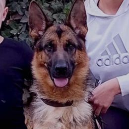 German Shepherd All Grown Up from Vom Weiß Haus German Shepherds