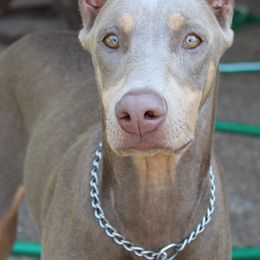 Doberman Pinschers from AMX Dobermans