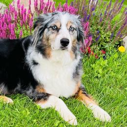 Autumn - Australian Shepherd