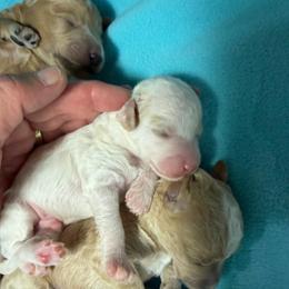 Boy 3 - Cream male Goldendoodle puppy in Kearneysville, West Virginia from Daydreamer