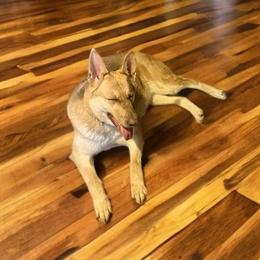 Rosie - Liver female German Shepherd puppy in Ann Arbor, Michigan from Von Der Havier German Shepherds