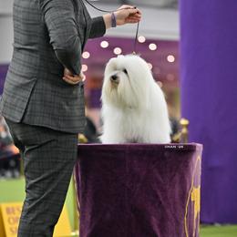 BRODY - Coton de Tulear
