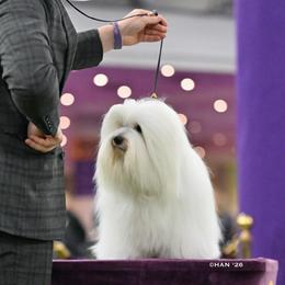 BRODY - Coton de Tulear