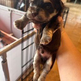 Groot - Chocolate Havanese puppy in Comfort, Texas from HillCountry Havanese