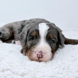 Flint - Blue merle male Bernedoodle puppy in Fleming, Colorado from Vandenbark Doodles