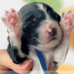 Girl 3 - Black Whoodle puppy in Knoxville, Tennessee from Fleury Farm Doodles TN
