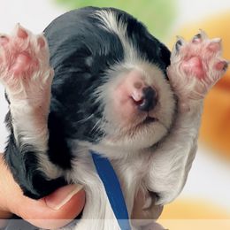 Girl 3 - Black Whoodle puppy in Knoxville, Tennessee from Fleury Farm Doodles TN