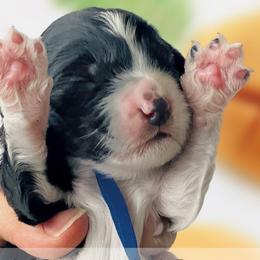 Girl 3 - Black Whoodle puppy in Knoxville, Tennessee from Fleury Farm Doodles TN