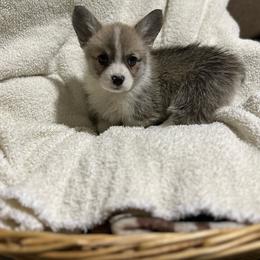 Tater tot - Sable female Pembroke Welsh Corgi puppy in Urbana, Ohio from Edgewood Farm and Kennel