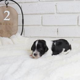Woody - Parti male Labradoodle puppy in Bryantown, Maryland from Doodles on Duty