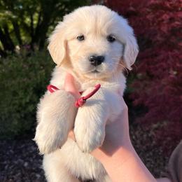 Girl 2 - Light golden female Golden Retriever puppy in Battleground, Washington from Brooklin Canine