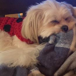 Shih Tzu All Grown Up from Northwest Paws