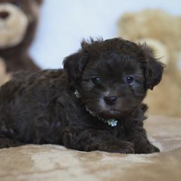 Bria - Liver female Shihpoo puppy in Nickelsville, Virginia from The Teddybear Shihpoo