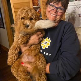 Cavapoos and Goldendoodles from Just Doodling Dogs