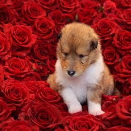 Jack - Sable and white male Collie puppy in Carencro, Louisiana from Cajun Bayou's Collies LLC