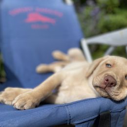 Dilute Retriever and Labrador Retriever Puppies from South Shore Labradors