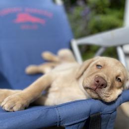 Dilute Retriever and Labrador Retriever Puppies from South Shore Labradors