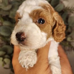 Mochi - Blenheim male Cavapoo puppy in Roseville, California from Heavenly Goldendoodles