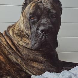 Irei - Cane Corso