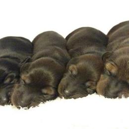 Dachshunds from Cantrell Pups