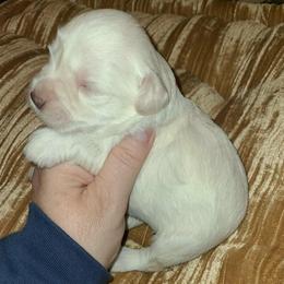 Greta - Wheaten female Miniature Schnauzer puppy in Graham, Washington from Kristy's French Bulldogs & Mini Schnauzers