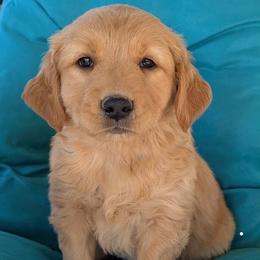 Boy 3 - Dark golden male Golden Retriever puppy in Parker, Colorado from Legacy Ranch Golden Retrievers
