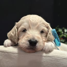 Snowflake - Cream female Goldendoodle puppy in Rainier, Oregon from Beaver Springs Puppies