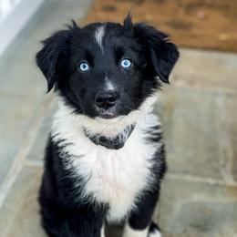 Australian Shepherd Puppies from Highland Haven Australian Shepherds