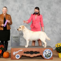 Dori - Labrador Retriever