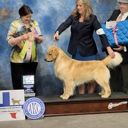 Easy - Golden Retriever