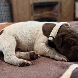 James - Liver and white male German Shorthaired Pointer puppy in Georgia from CMC Farms