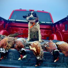 English Setters and English Springer Spaniels from Little Sioux Kennel