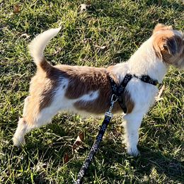 Porsche - Russell Terrier