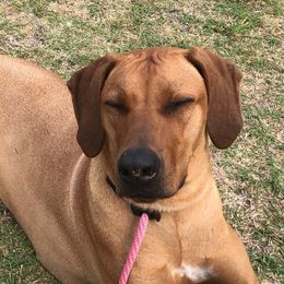 Lucy - Rhodesian Ridgeback