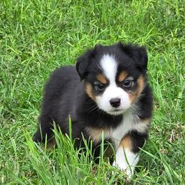 Yoda - Black tri male Miniature Australian Shepherd puppy in Fort Worth, Texas from Angela's Miniature Australian Shepherds