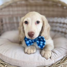 Everest - Cream male Dachshund puppy in Duncanville, Alabama from Bear Creek Dachshunds