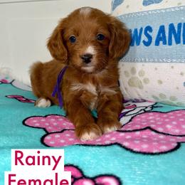 Rainy - Red  female Goldendoodle puppy in Beecher, Illinois from Erica’s Doodles