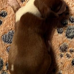 Dachshund Puppies from Witchy Woman’s Wiener’s
