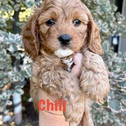 Chili - Red male Cavapoo puppy in Mona, Utah from Hearts Full of Puppies