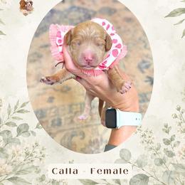Calla - Cream female Goldendoodle puppy in Atlanta, Georgia from Teddy Puppies