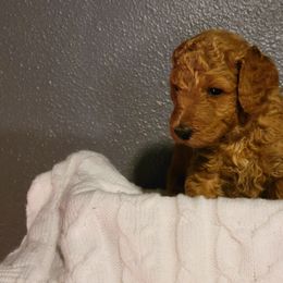 "Gray Wk4" Goldendoodle Puppies from Goldendoodle Breeder