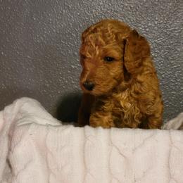 "Gray Wk4" Goldendoodle Puppies from Goldendoodle Breeder