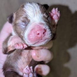 Red Baby Boy 3 - Red male Boston Terrier puppy in Kingsport, Tennessee from Sleepwalker Bostons