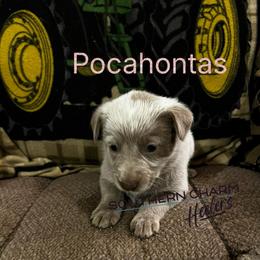 Pocahontas - Red speckled female Australian Cattle Dog puppy in Floyd, Virginia from Southern Charm Heelers