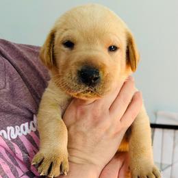 Canyon - Yellow male Labrador Retriever puppy in Rock Hill, South Carolina from North Star Retrievers